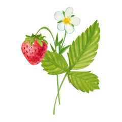 Watercolor strawberry Green Leaf Vector