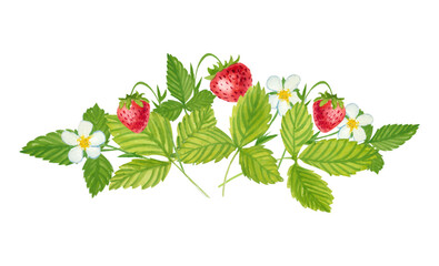 Vector Watercolor strawberry with white Background