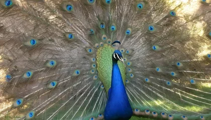 Fotobehang A Peacock With Its Feathers Glistening In The Sunl © Fiza