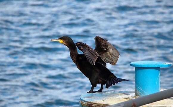 Kormoran auf einem Poller 