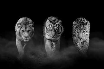 Lion, tiger and leopard, together on a black background. Black and white - 757139578