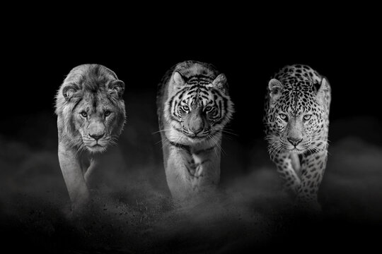 Lion, tiger and leopard, together on a black background. Black and white