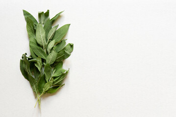 Bunch of mediterranean herbs in light gray background, fresh sage, spices and food element