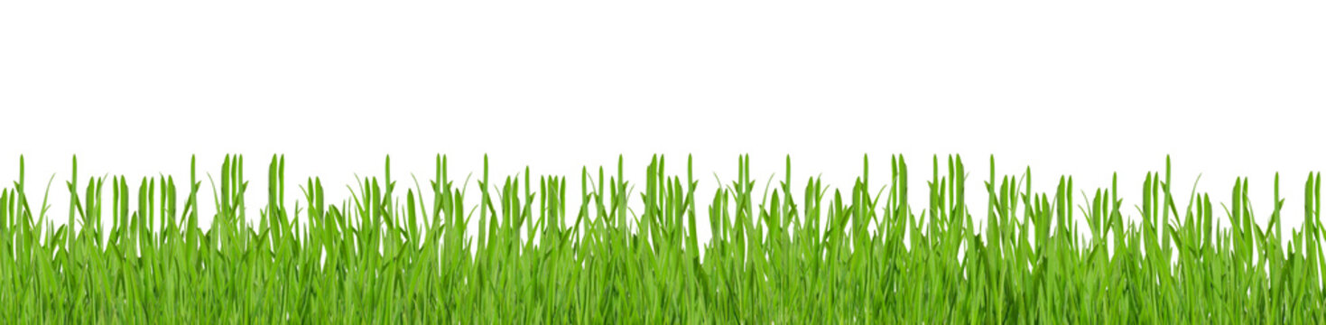 Green grass isolated on transparent background, border png