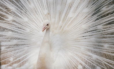 Close-up of beautiful white peacock with feathers out. High quality photo