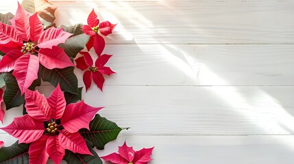 Pink poinsettia flower on a brown wooden background
