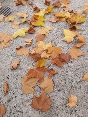 Dry maple leaves on the floor, fallen autumnal leaves.