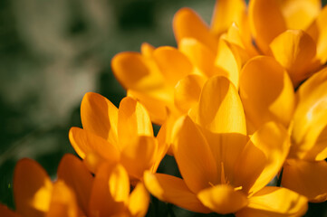 yellow crocus in the garden, yellow petals close