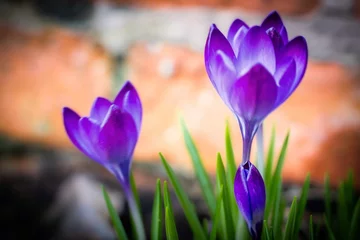 Fotobehang   Save  Close up of violet crocus flowers in a field. © Peteris