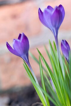 
 Save

Close up of violet crocus flowers in a field.
