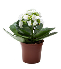 Potted flower Kalanchoe white on a white background