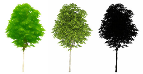 Fototapeta premium Set or collection of London Plane trees, painted, natural and as a black silhouette on white background. Concept or conceptual 3d illustration for nature, ecology and conservation, strength, beauty