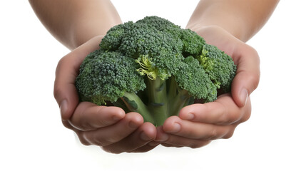 Naklejka na ściany i meble Hands cradling fresh broccoli.