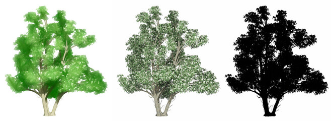 Fototapeta premium Set or collection of Kousa Dogwood trees, painted, natural and as a black silhouette on white background. Concept or conceptual 3d illustration for nature, ecology and conservation, strength, beauty
