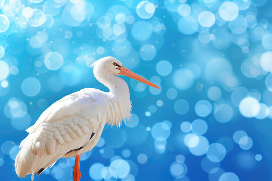 stork bird on a blue background with bokeh, gender male, boy gender determination, sky, empty space for text