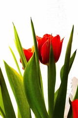 Fototapeta premium Spring flowers, tulips - Colorful fresh spring tulips flowers in vase.