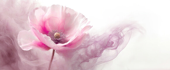 Pink poppy flower