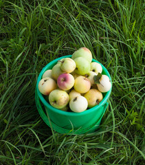 Plastic bucket with apples.
