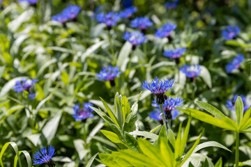 Cornflower (Centaurea). Beautiful blue wildflowers. Shallow depth of field and blurred background.