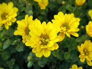 colorful blooming chrysanthemums in the garden