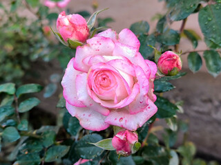blooming roses in the rain growing in the garden close up