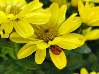 ladybug sitting on the petal of yellow chrysanthemum in bloom 