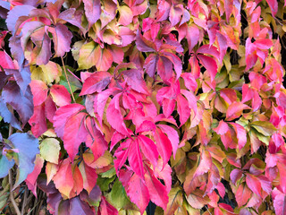 colorful vibrant red grapevine liana in autumn