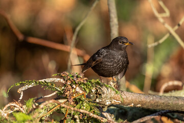 Blackbird, female,