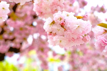 double cherry blossoms in full blooming	
