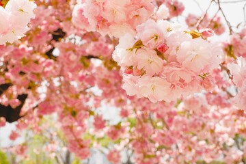 double cherry blossoms in full blooming	
