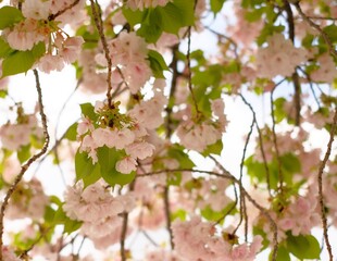 double cherry blossoms in full blooming	
