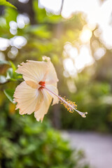 Romantic colorful beautiful hibiscus flower in nature, flower leaf and hibiscus flower in garden. Exotic tropical island nature garden, blooming hibiscus flower in blurred green landscape
