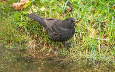 Blackbird, female,