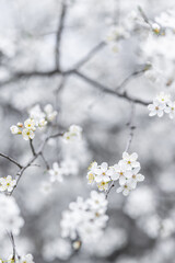 Spring blossom background. Beautiful nature scene with blooming tree in pastel bright tones. Springtime amazing blurred dream nature closeup view. Beautiful soft sunlight nature background inspiration