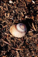 Empty snail shell on the ground