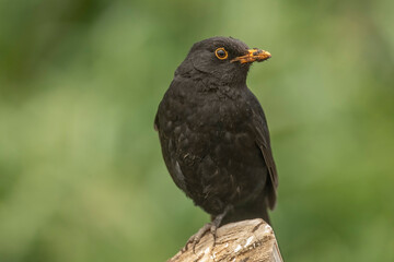 Blackbird, male,