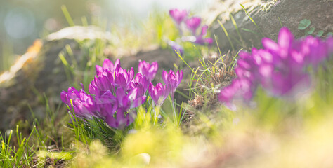 Spring sunrise crocus floral close-up with rocks and grass meadow background. Vibrant blue crocus...
