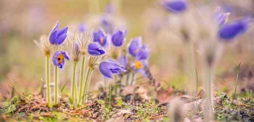 Pasque flower Anemone blooming early spring purple forest flowers. Nature background concept. Beautiful artistic summer meadow. Inspirational nature closeup. Dream sunset light springtime garden