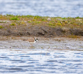 Little ringed plover on the beach