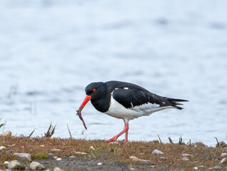 Eurasian Oystercatcher with a worm