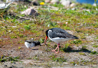 Eurasian Oystercatcher feeding chick with a worm
