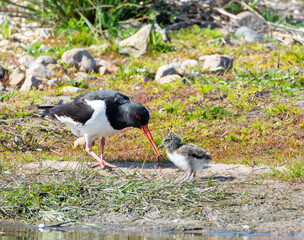Oystercatcher feeding chick