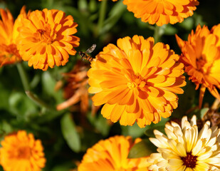 orange chrysanthemum flower