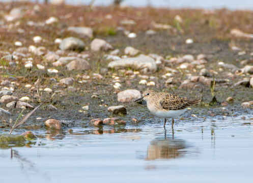 Temminck's stint in the water