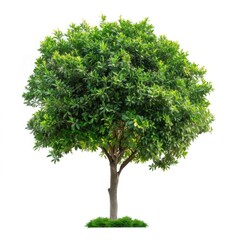 A lush green tree with dense foliage, presented in isolation against a white background, symbolizing nature or environmental concepts.