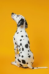 A Dalmatian dog is sitting on a bright yellow background, with its back to the camera, looking up as if attentive to something out of view.