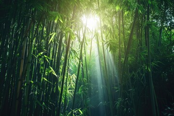 A mesmerizing scene of sunlight filtering through the tall bamboo trees in a serene forest, A dense...