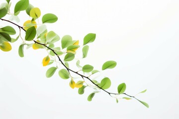 green branches of a tree against a white background