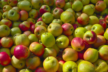 many red and green apples in the market