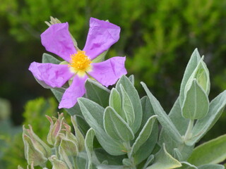 Fleurs violettes en montagne